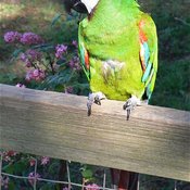 Chestnut-fronted Macaw
